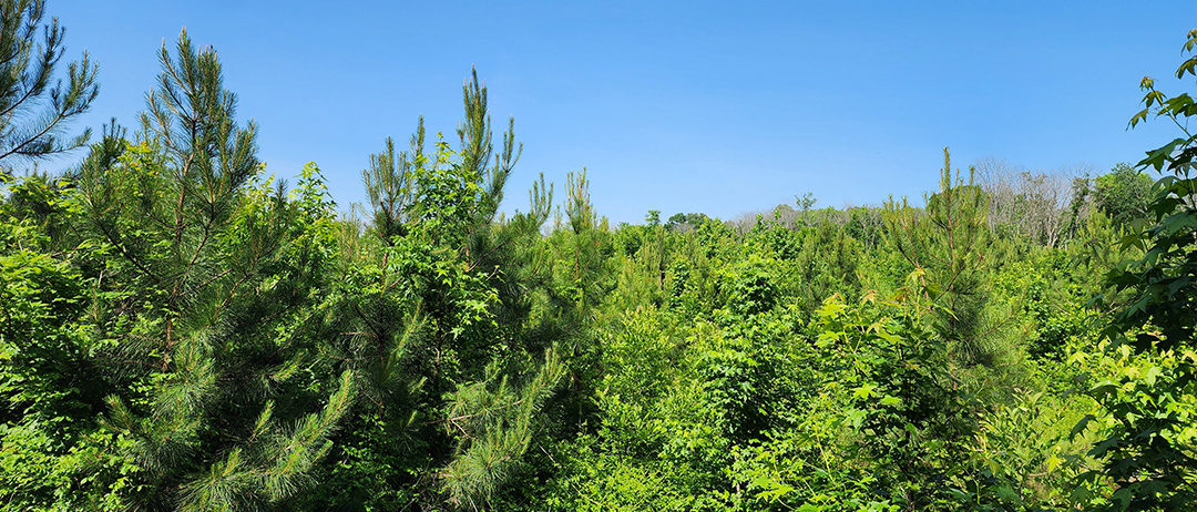 Sussex Drive Commonwealth Land